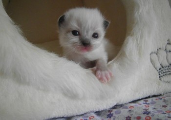 femelle seal mitted -  15 jours - Chatterie Ragdolls du Val de Beauvoir